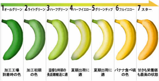 バナナ色で糖度が変わる画像1.png
